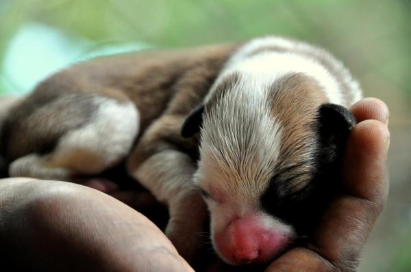 La mia cagnolina non vuole allattare i suoi cuccioli: cause e cosa fare