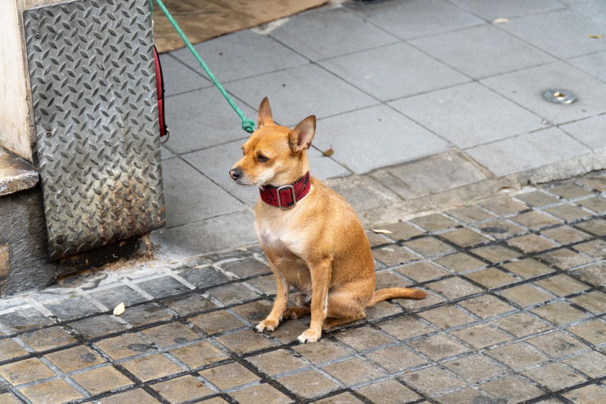 Prevenzione pulci nel cane: tutto quello che devi sapere per proteggere il tuo cane
