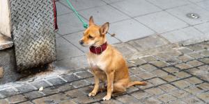 Prevenzione pulci nel cane: tutto quello che devi sapere per proteggere il tuo cane