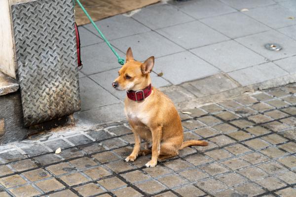 Prevenzione pulci nel cane: tutto quello che devi sapere per proteggere il tuo cane