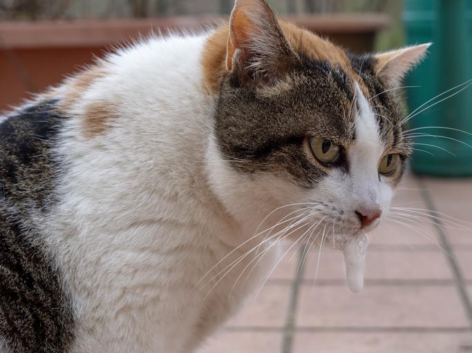 il mio gatto non mangia e vomita liquido giallo I cambiamenti di stato e gli stati di aggregazione della materia main image 0