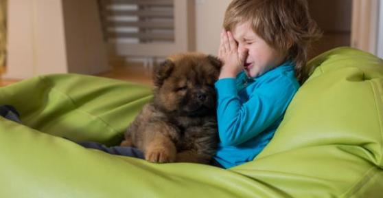 Cani anallergici: Le migliori razze di cane per persone allergiche