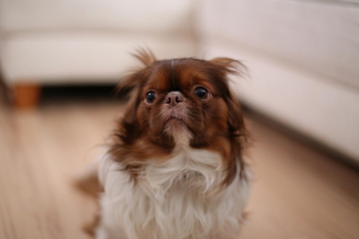 Il mio cane ha improvvisamente paura di me: perché e cosa fare?