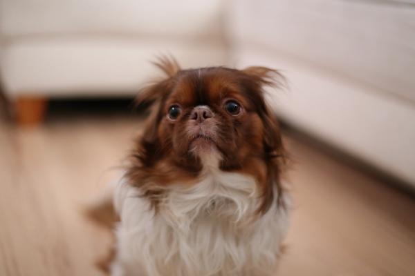 Il mio cane ha improvvisamente paura di me: perché e cosa fare?