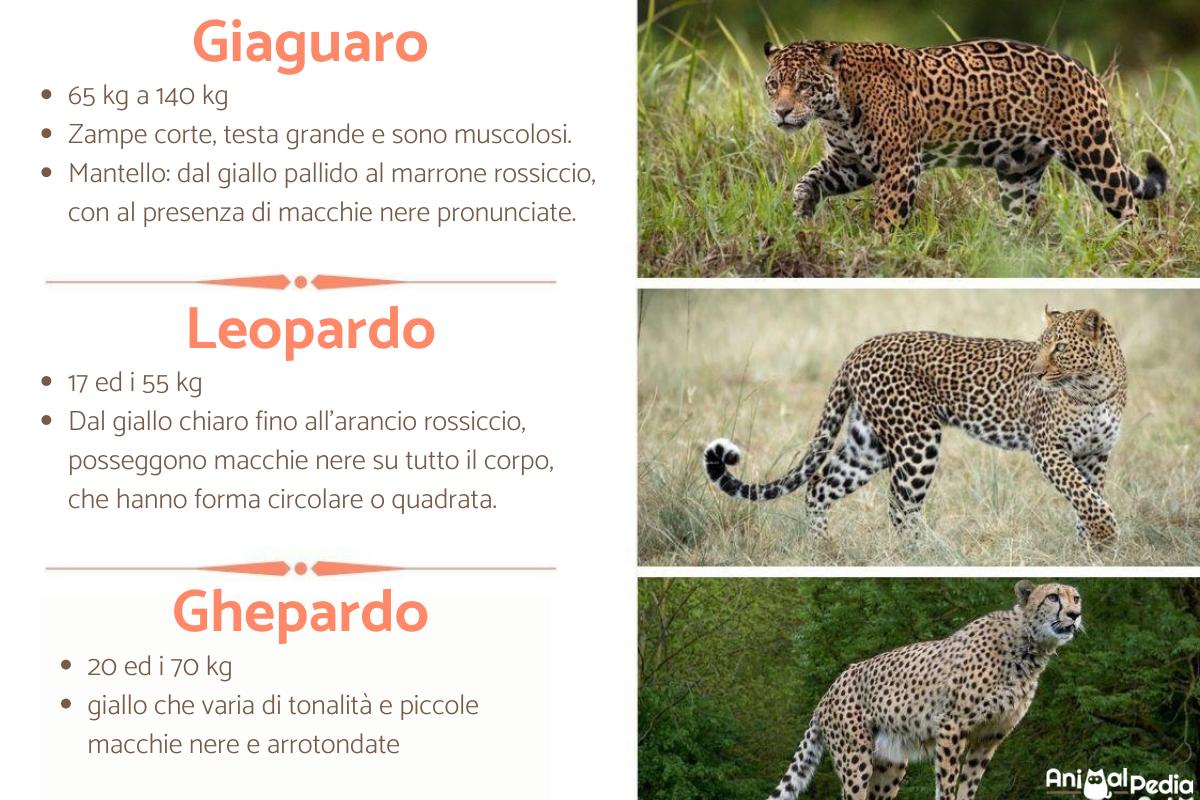 Ягуар panthera onca. Английский jaguar. Ягуар panthera onca. Бешеный ягуар. Ягуар panthera onca.