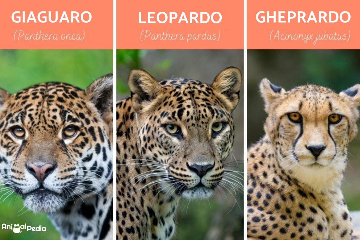 Differenze tra giaguaro, leopardo e ghepardo