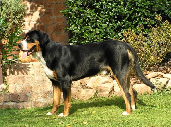 Top 10 dei cani da pastore - 10. Grande Bovaro Svizzero