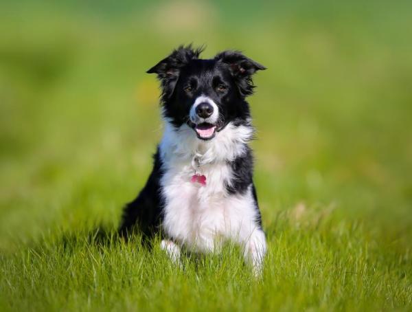 Top 10 dei cani da pastore - 1. Border Collie