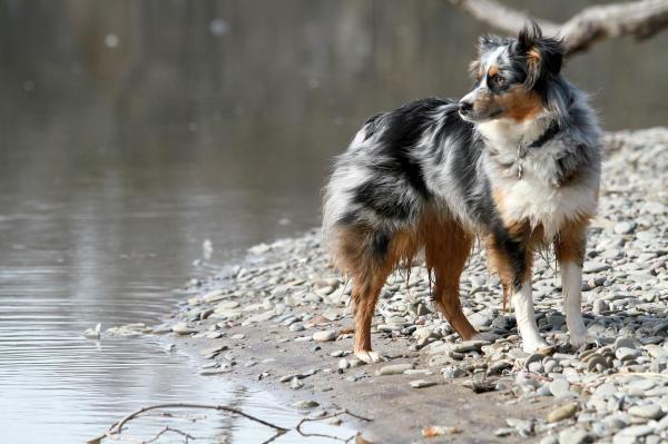 Top 10 dei cani da pastore - 2. Pastore Australiano
