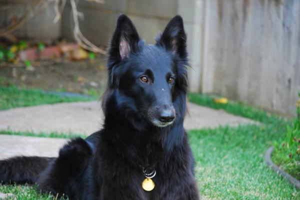 Top 10 dei cani da pastore - 3. Pastore Belga