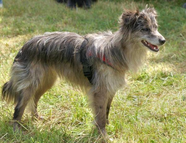 Top 10 dei cani da pastore - 4. Pastore dei Pirenei
