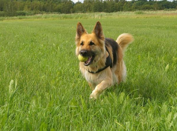 Top 10 dei cani da pastore - 4. Pastore Tedesco