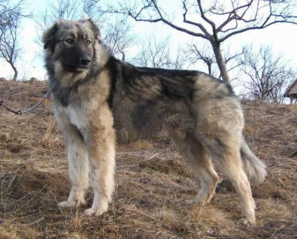 Top 10 dei cani da pastore - 7. Pastore Rumeno dei Carpazi