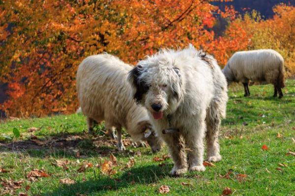 Top 10 dei cani da pastore - 8. Pastore Rumeno Mioritico