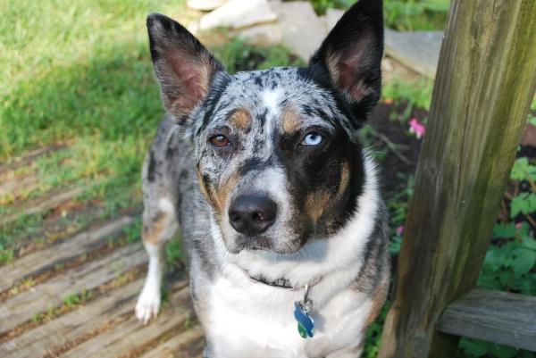 Top 10 dei cani da pastore - 9. Bovaro Australiano