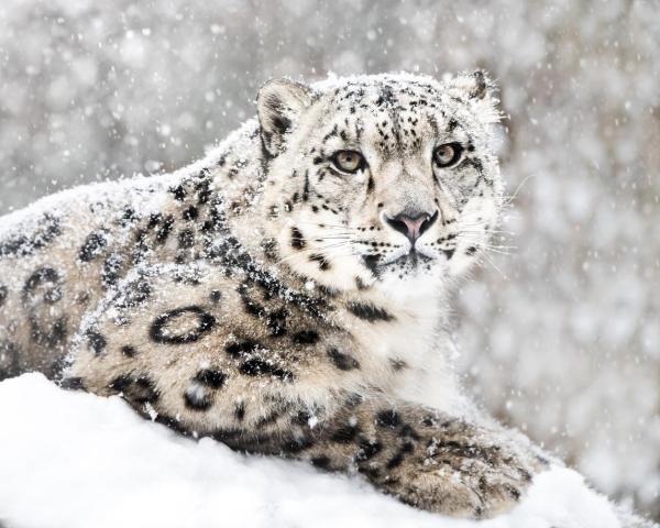 Perché il leopardo delle nevi è in pericolo d'estinzione?