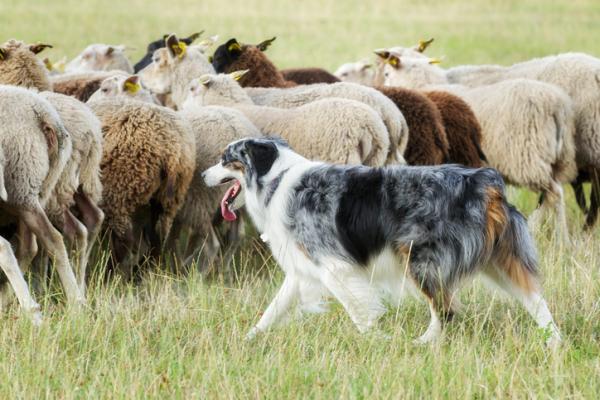 Top 10 dei cani da pastore