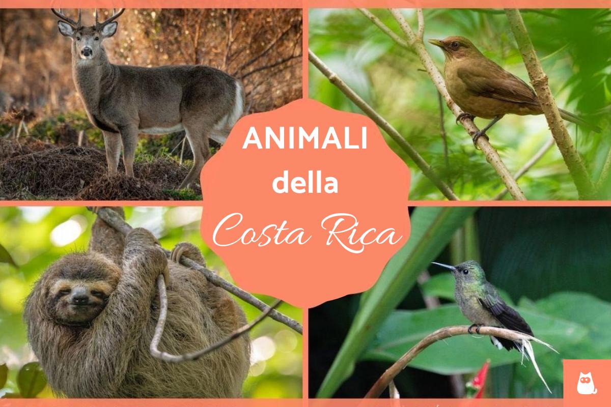 Animali della Costa Rica