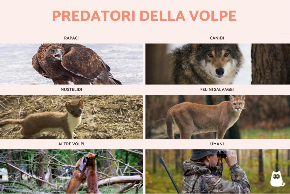 Quali sono i nemici della volpe?