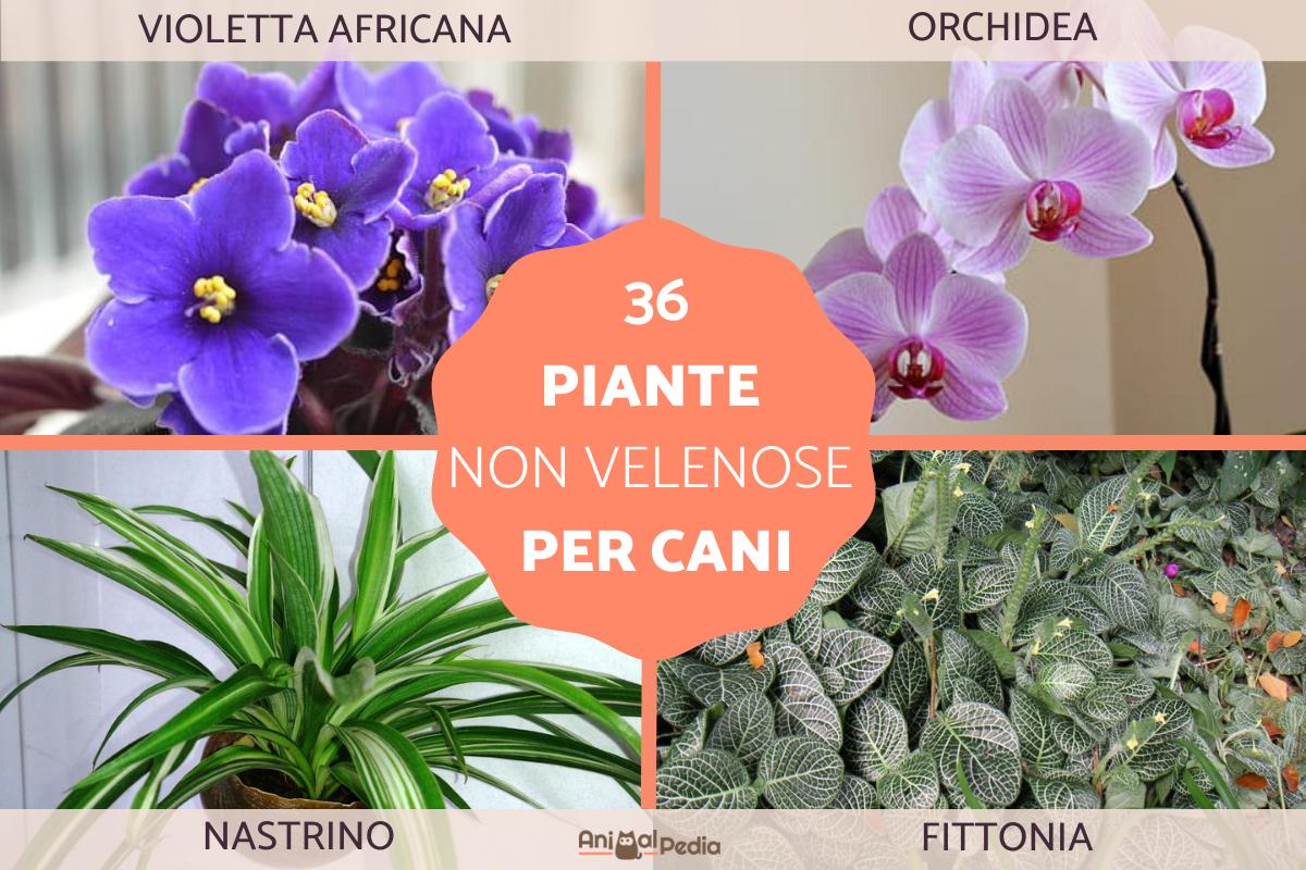 Piante non velenose per cani