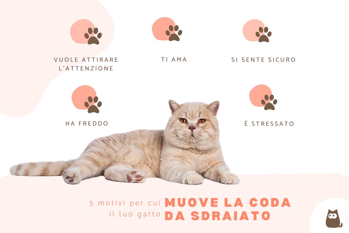 Quando il gatto muove la coda da sdraiato?