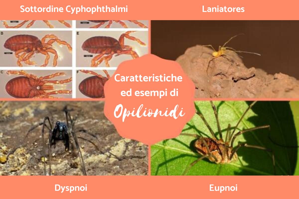 Opilionidi - Definizione, caratteristiche ed esempi