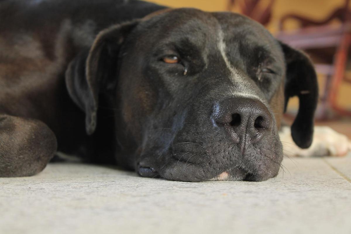 Calcoli renali nel cane - Sintomi e cura