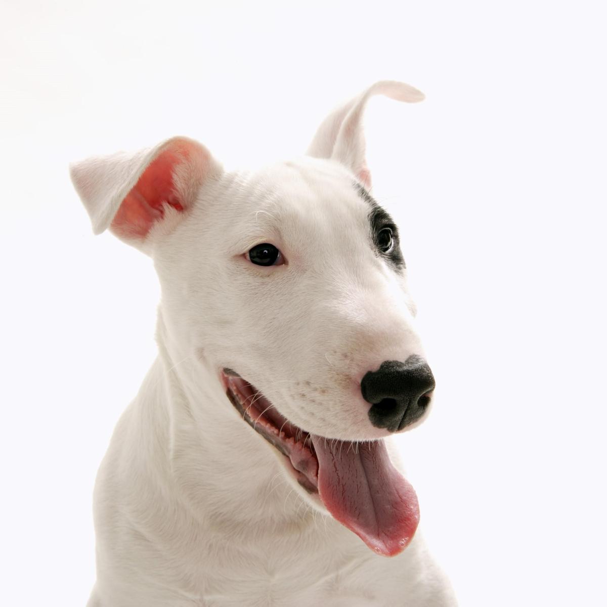 Nomi per cani Bull Terrier