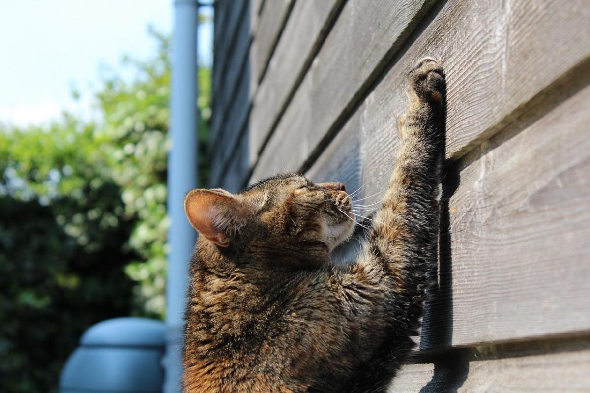 Come evitare che il gatto marchi il territorio?