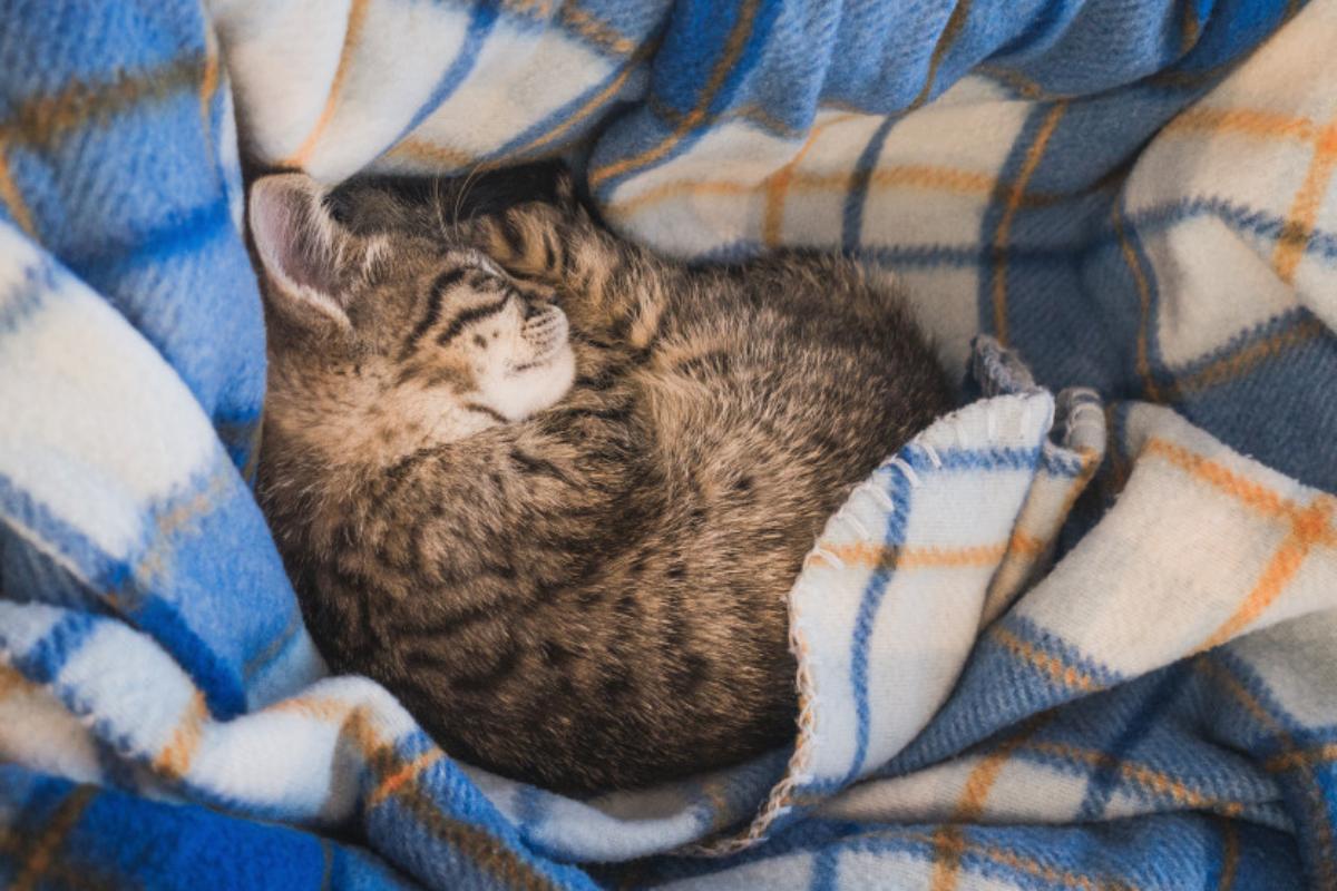 I gatti possono stare fuori d'inverno?