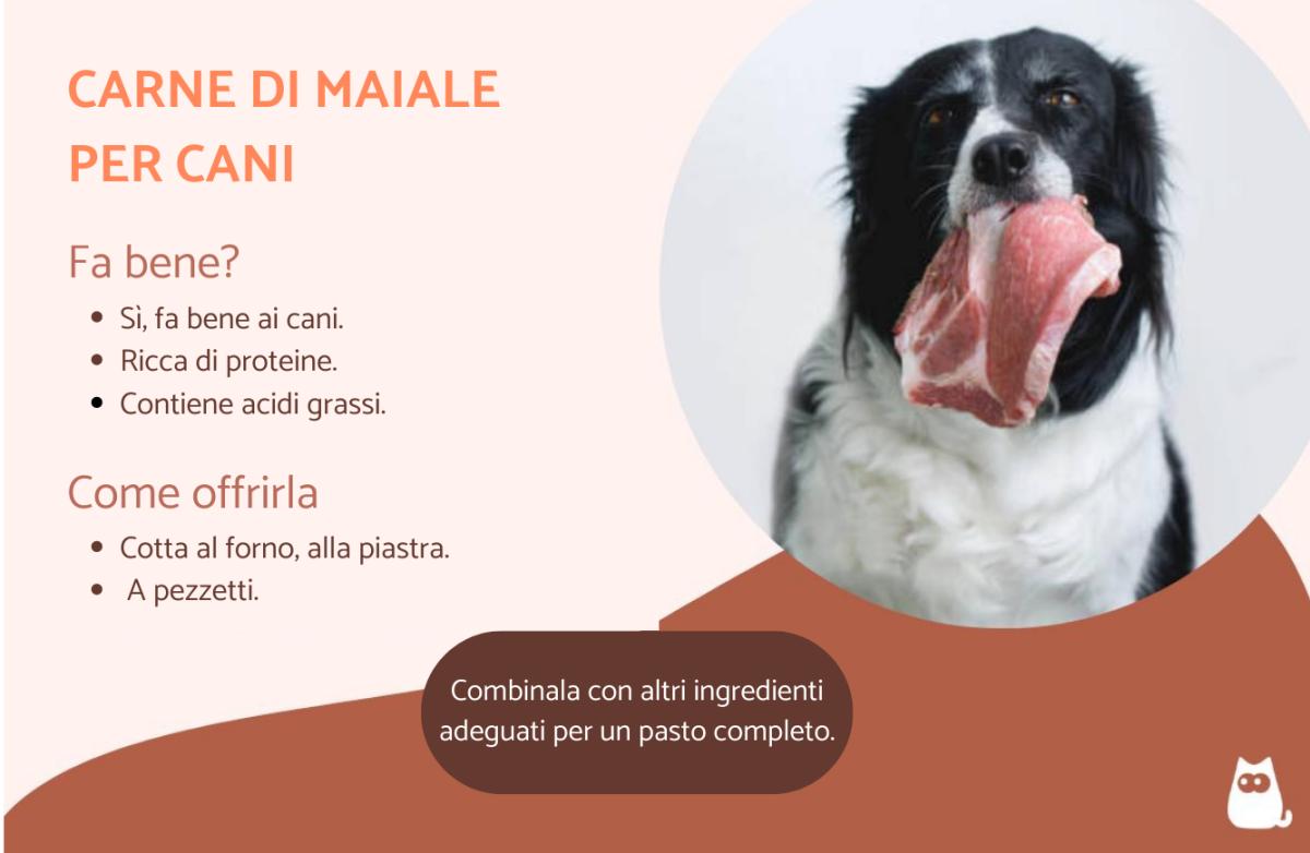 Si può dare la carne di maiale al cane?