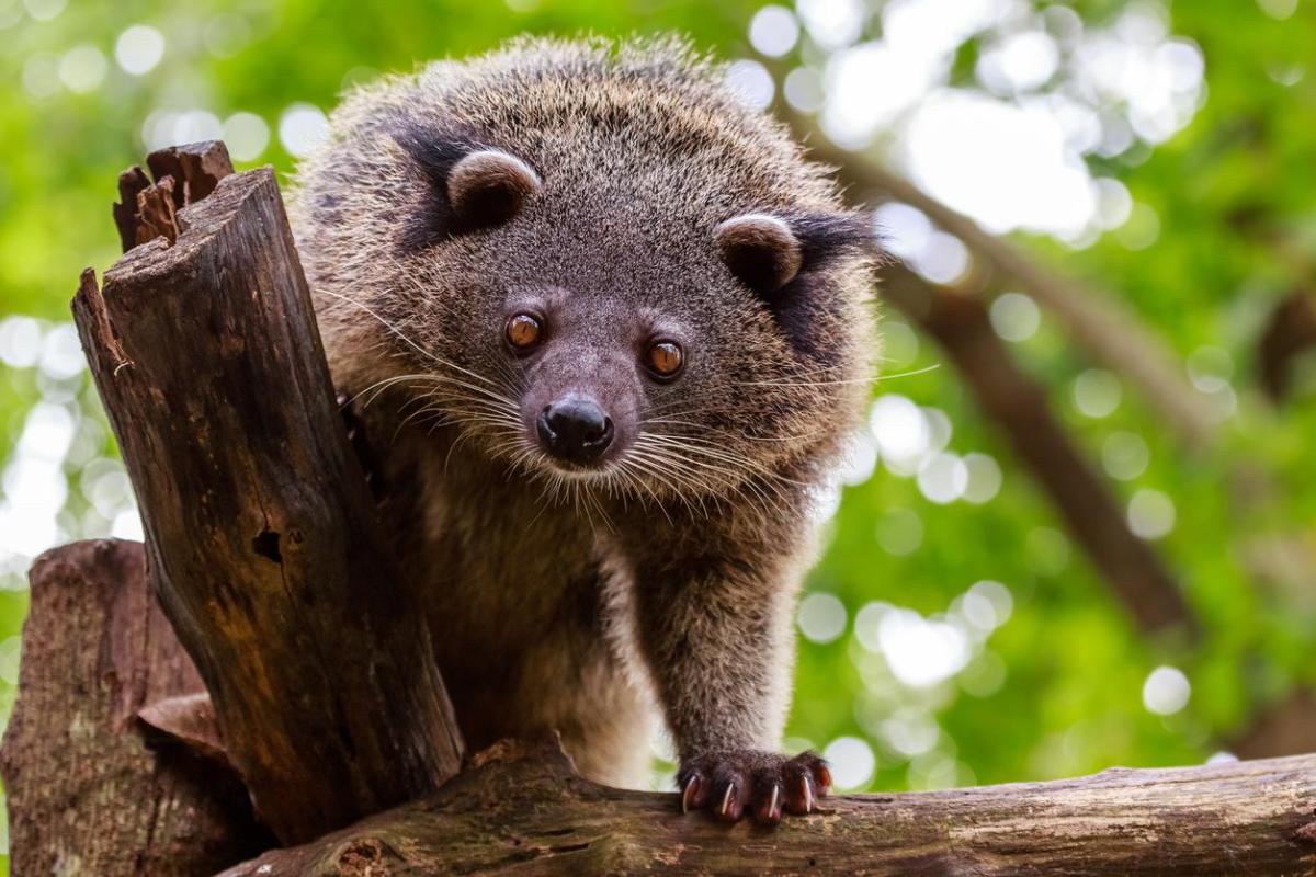 Binturong o gatto orsino: Caratteristiche e curiosità