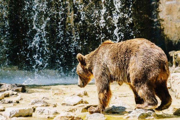Curiosità sull'orso polare - Evolutivamente è vicino all'orso bruno