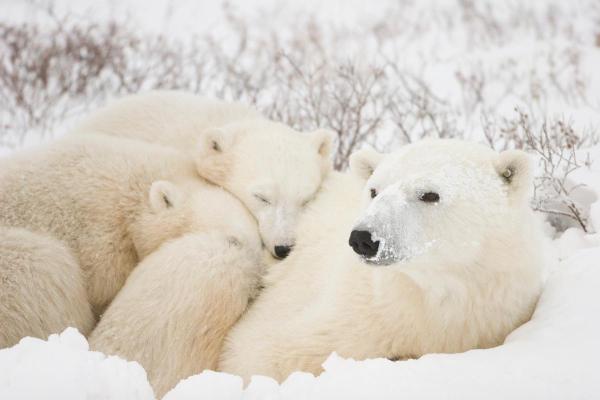 Curiosità sull'orso polare - Il tasso di riproduzione è il più basso tra i mammiferi