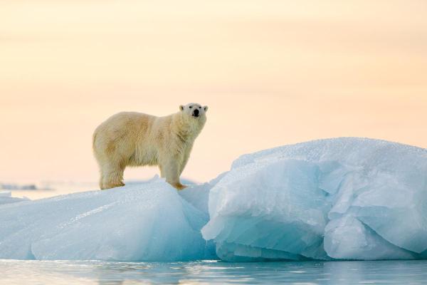 Curiosità sull'orso polare - Presenta un marcato dimorfismo sessuale