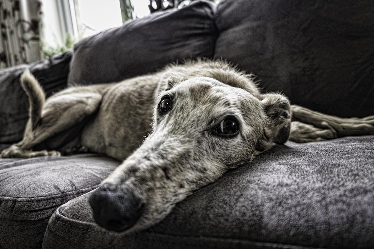 Quanti anni vive un cane in media?