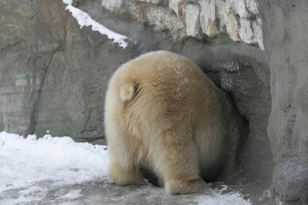 Curiosità sull'orso polare - Resiste più a lungo senza cibo tra i mammiferi