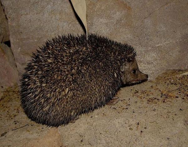 Informazioni sui ricci di terra: caratteristiche e tipi - Riccio dalle orecchie lunghe indiano