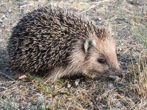 Informazioni sui ricci di terra: caratteristiche e tipi - Riccio daurico