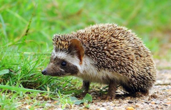 Informazioni sui ricci di terra: caratteristiche e tipi - Riccio indiano