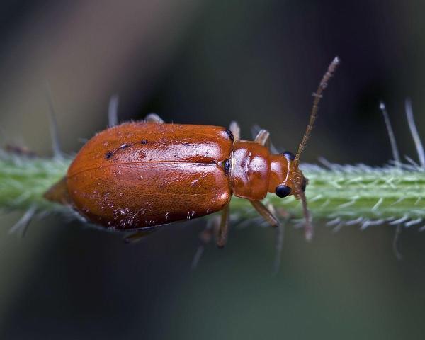 Insetti simili alle coccinelle - Aulacophora foveicollis