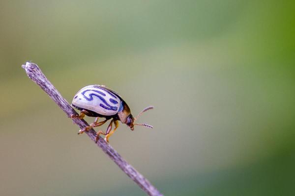 Insetti simili alle coccinelle - Calligrapha exclamationis