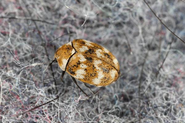 Insetti simili alle coccinelle - Coleottero dei tappeti (Anthrenus verbasci)