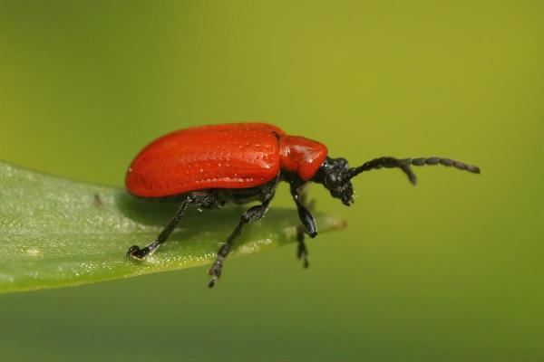 Insetti simili alle coccinelle - Crociera del giglio (Lilioceris lilii)