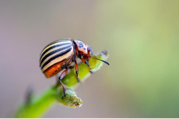 Insetti simili alle coccinelle - Dorifora della patata (Leptinotarsa decemlineata)