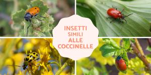 Insetti simili alle coccinelle