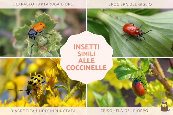 Insetti simili alle coccinelle