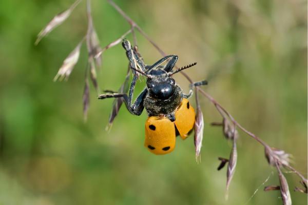 Insetti simili alle coccinelle - Lacnea dai sei punti (Lachnaia sexpunctata)