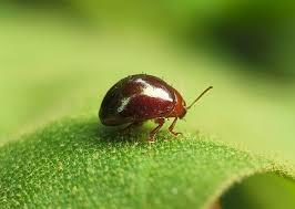 Insetti simili alle coccinelle - Ootheca mutabilis