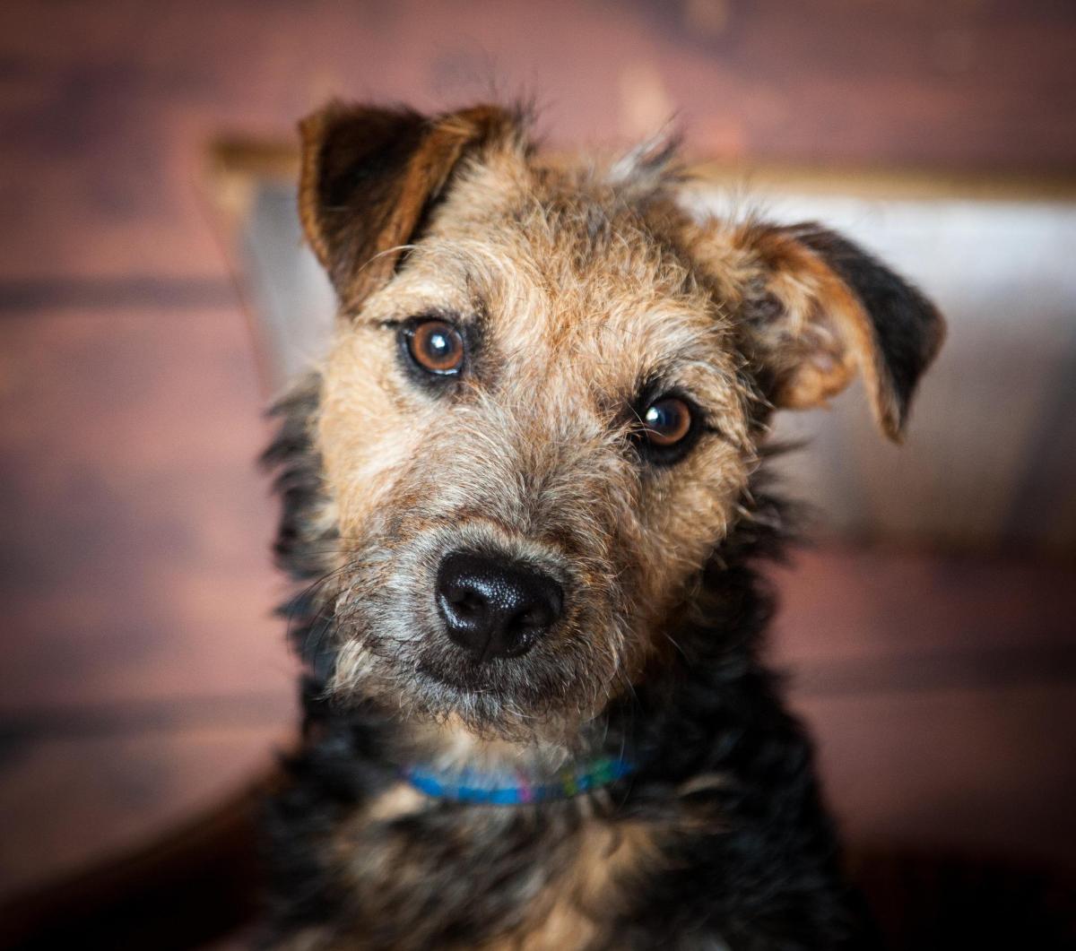 Perché il mio cane non ingrassa?